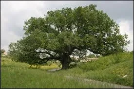 D'aprs sa chanson, o Dave avait-il rendez-vous avec son premier amour ?