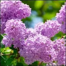 Qui s'est fait connatre en chantant  Le poinonneur des Lilas  en 1958 ?