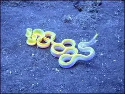 Comment s'appelle cette murne ?