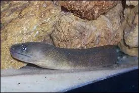 Cette murne est appele murne d'eau douce...