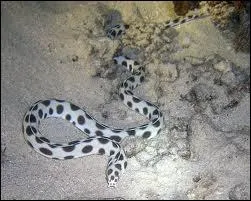 Quel est cet animal ? (2 rponses possibles)