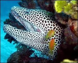 Quelle est cette murne ?