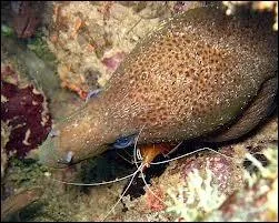 Que fait cette murne ?