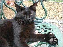 Quel est cet écrivain qui avait un peu moins de 100 chats polydactyles dans sa villa de Keywest en Floride ?