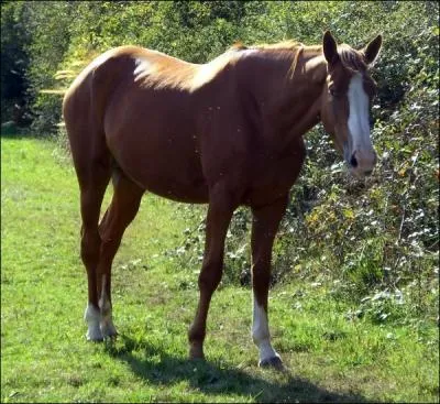 Le cheval rumine-t-il ?