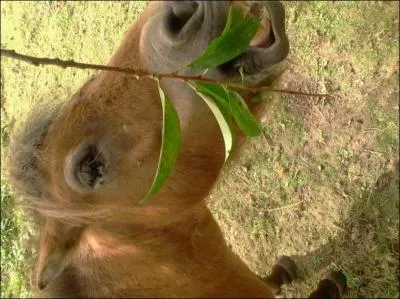 Quel est le nombre de repas qu'il prend par jour ?