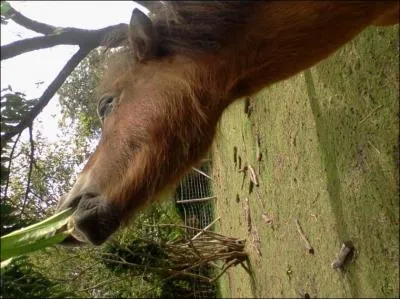 Quelles sont les deux grandes familles d'aliments pour un cheval ?
