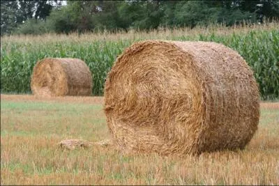 Qu'est-ce que le foin ? 