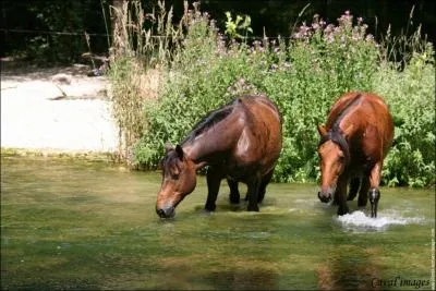 Combien un cheval boit-il en moyenne de litres d'eau par jour ?