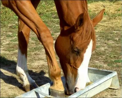 Le cheval mange-t-il des granuls ?