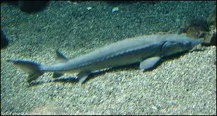 Que n'obtient-on pas grce  l'esturgeon ?