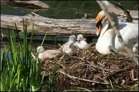 Est-il exact que la femelle du cygne fasse son nid toute seule ?