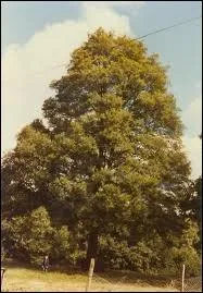 L'ormeau est un arbre, mais galement :