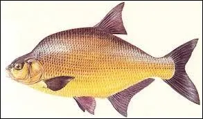 Dans quelles eaux nage la brme ?