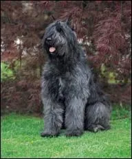 D'o le Bouvier tient-il son nom ?