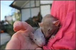 Le rat est un animal grgaire, cela signifie :