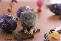 Un raton est sevr physiquement et mentalement entre :