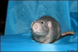 Laquelle de ces couleurs n'est-elle pas  grise  :