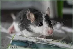 On dit d'un rat avec le poil  fris  qu'il est :