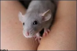 Le bleu US est une couleur dite de base :