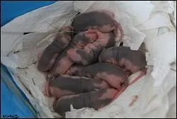 Combien de petits y a-t-il en moyenne par porte ?