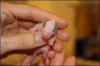 On peut dterminer le sexe d'un raton  partir :