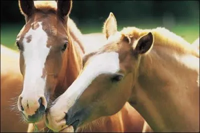 Faut-il relever la sangle et les triers ?