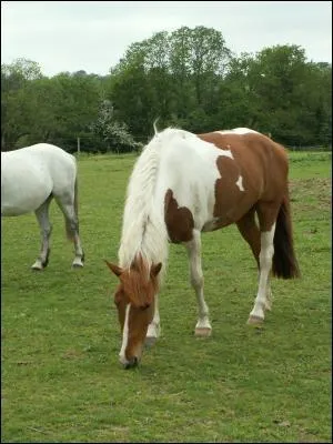 Pourquoi faut-il remonter les triers et la sangle ?
