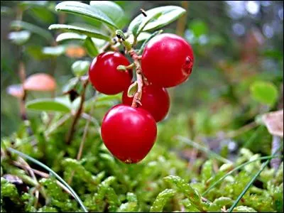 Parmi les suivants, quel fruit est une  RL  ?