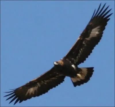 Je suis bien plus grand qu'une buse, j'ai le bec fort et une tte saillante. Cercle avec les ailes en  V  aplati. Je suis...