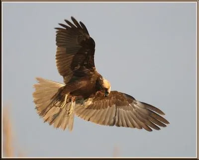 Je diffre du mle. je suis brune, souvent avec la tte, et l'avant de l'aile chamois crme. Je suis...