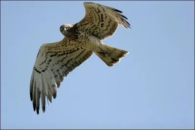 Je suis assez grand, ple, souvent en vol sur place dans les courants de pentes. Ma queue est le dessous de mes ailes sont typiquement barrs; je n'ai pas de marque sombre au poignet. Je suis...