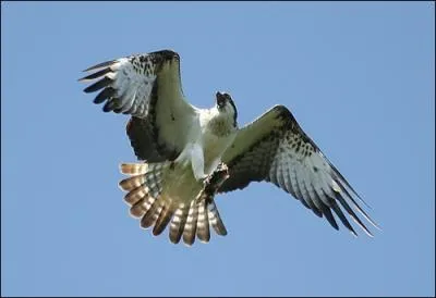 J'ai les ailes arques en vol plan. le dessous blanc avec des taches noires aux poignets. Je suis...