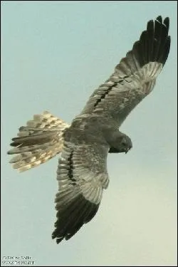 Je fais penser au Busard Saint-Martin, mais j'ai des barres noires aux ailes. Ma femelle est trs proche de celle du Saint-Martin, mais ses ailes sont plus troites. Je suis...