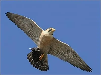 Je suis un grand Faucon  corps trapu, j'ai les ailes pointues  large base, et ma queue est assez courte. Noter les larges moustaches sur ma joue blanche. Je suis le...