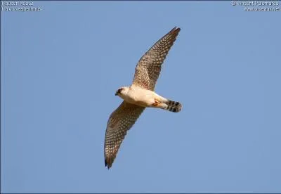 Mon plumage est variant selon mon ge et mon sexe. Je traque les insectes comme un Faucon hobereau ou vol sur place comme le faucon crcerelle. Je suis le...
