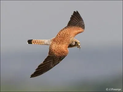Je suis un peu plus petit que le Faucon crcerelle. Je vole sur place moins souvent, mes coups d'ailes sont bien plus rapides en vol soutenu. Je suis le. .