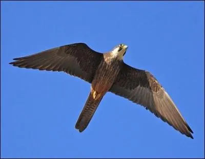 On me reconnait facilement  ma silhouette lance, mes longues ailes et ma longue queue. Notre nidification se passe prs des falaises, et se manifeste par de stupfiantes acrobaties. Je suis...