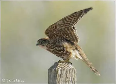 Je suis le plus petit des faucons d'Europe. Mes ailes sont plus courtes que celles des autres espces, Mon vol est rapide. Je suis le. .