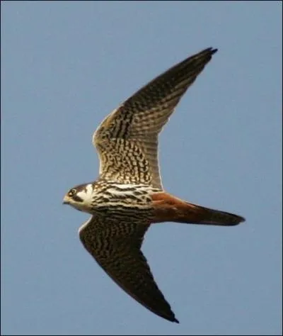 J'ai de longues ailes troites et pointues. J'ai la silhouette d'un martinet. Mon dessous ray de noir et le dessous de ma queue roux sont typiques.