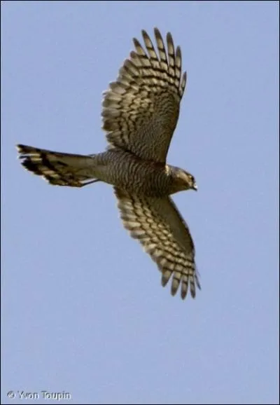 Mes ailes sont courtes et arrondies, j'ai une queue longue. En vol j'alterne rapides battements et courts plans.