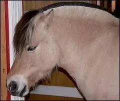 La tte du Fjord est plutt :