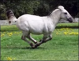 Quelle est la robe de ce Fjord ?