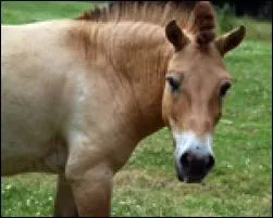 De quelle race est ce cheval ?