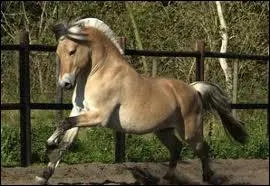 Quelle est la taille moyenne du Fjord ?