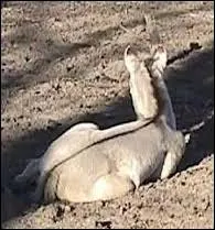 Quel est le gne qui donne aux Fjords leur raie de mulet ?