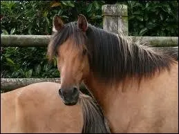 Lequel de ces croisements de Fjords existe ? (officiellement )