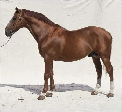 Parmi ces trois races, laquelle n'est pas un poney ?