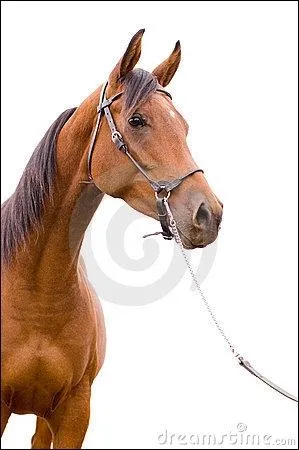 Quelle race est-elle un mlange du pur-sang anglais et du pur-sang arabe ?