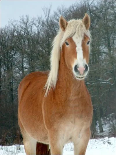 Parmi ces races, laquelle est connue pour ses chevaux rustiques aux robes palomino(ou alezan crins lavs pour ceux qui ne comprennent pas ! ) ?